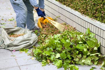 植栽剪定の清掃作業